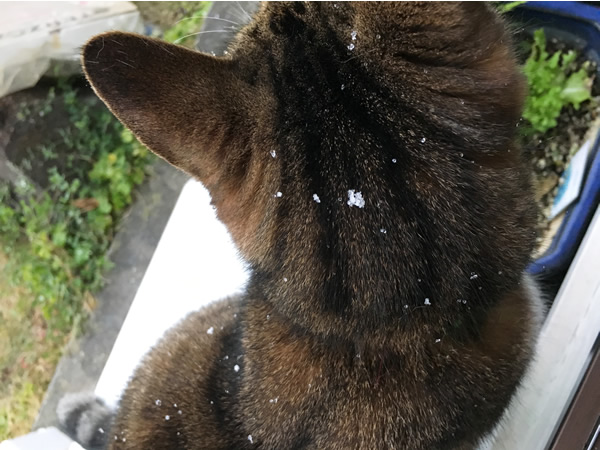 初雪 ちらちら ～ ♪