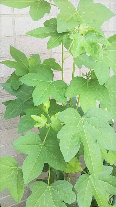 千葉みなと教室　夏休みのお知らせ