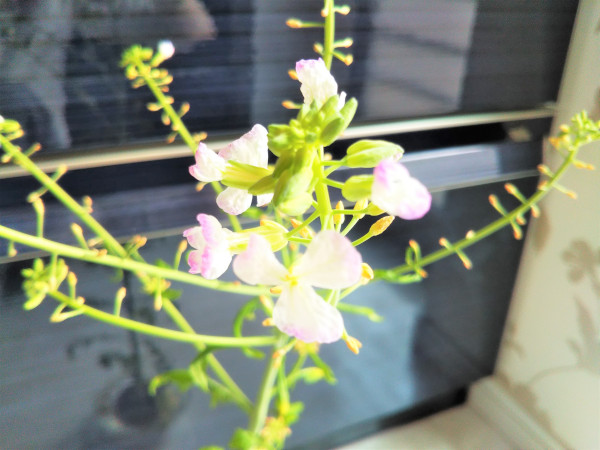 3月13日（金）初めて大根の花を見ました。