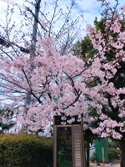 オンラインレッスン☆開始しました