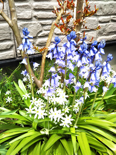 5月12日（火）穏やかな春の日差しの下、庭に色鮮やかな花が咲きました。