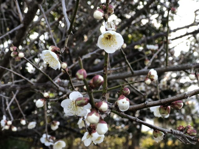 Spring has come! 立春:梅と土筆