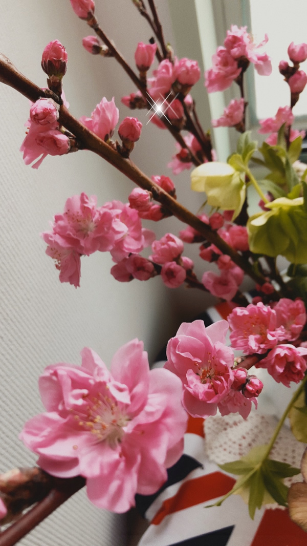 梅の花咲きました。