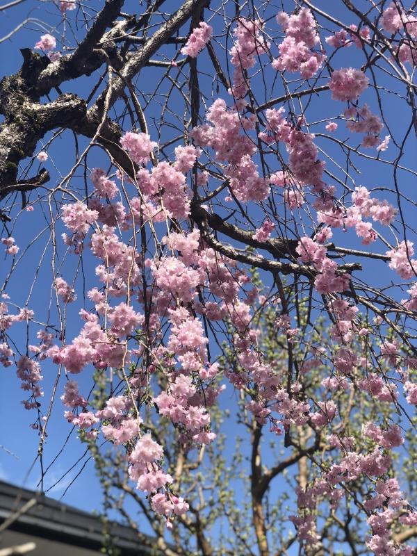 しだれ桜♪が咲きました♪