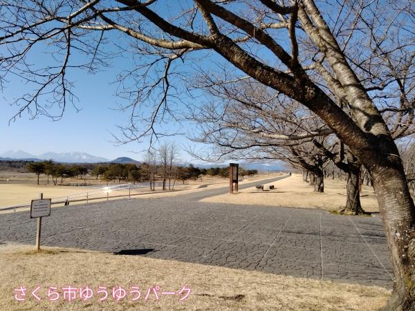 桜の開花予想