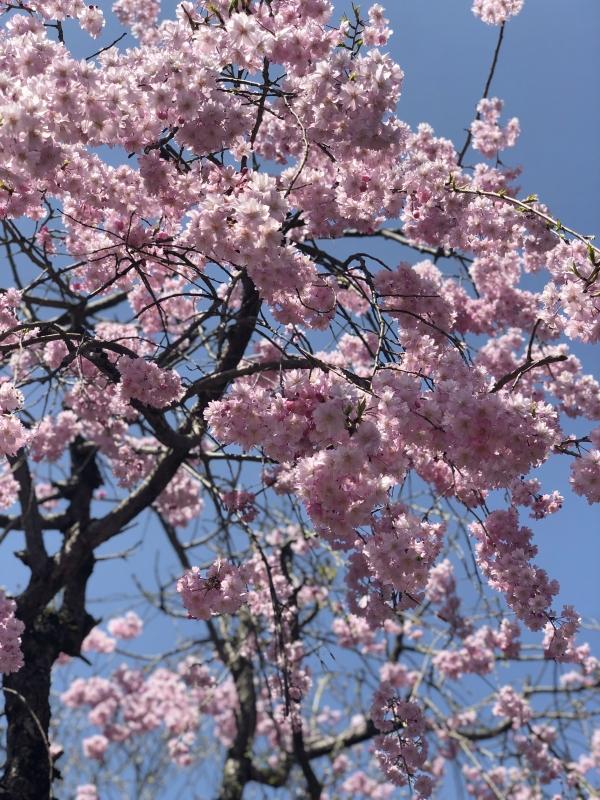 しだれ桜☆が満開になりました♪