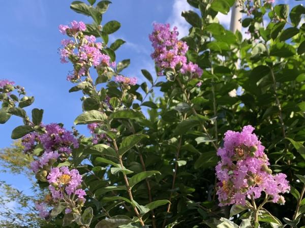 旧教室の植物