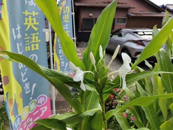 ホワイトジンジャーの花が咲きました