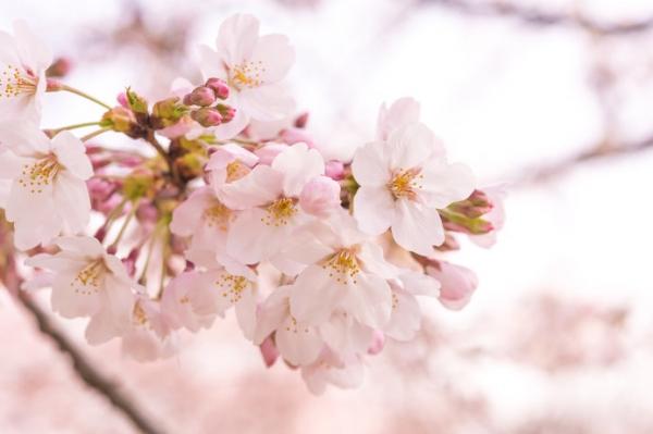 3月20日。桜咲く。