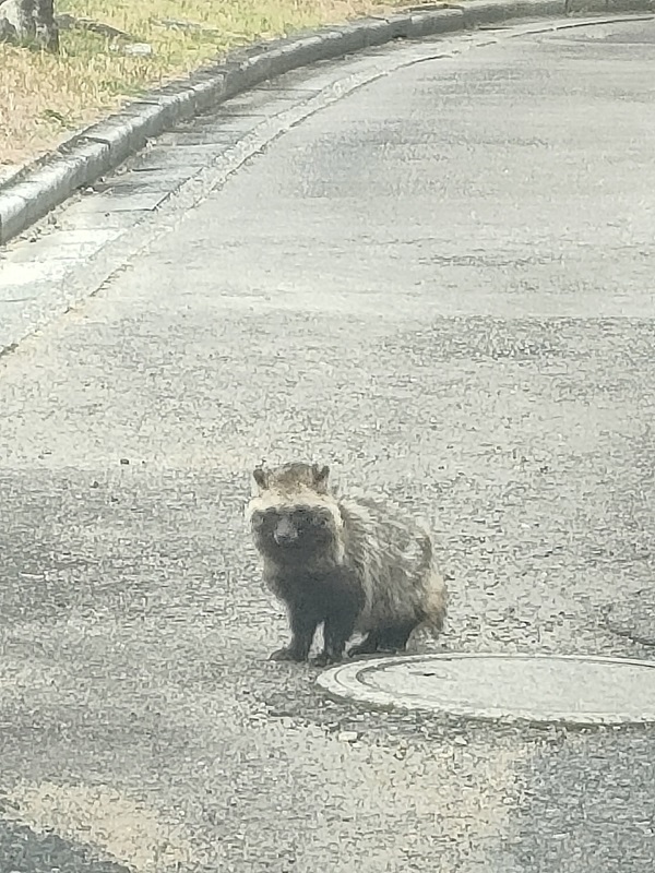 たぬきが教室前に！！