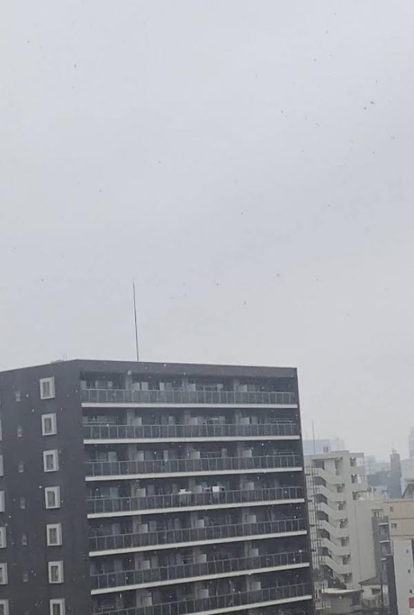 雪、降りましたね！