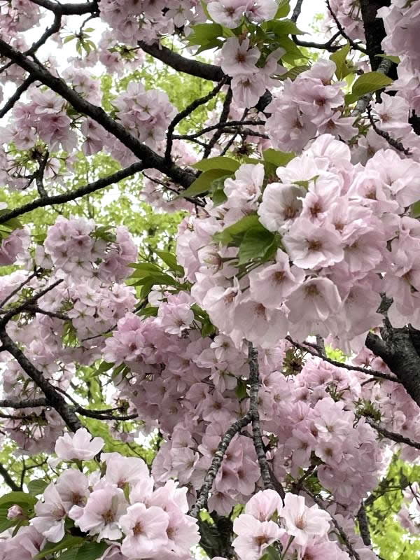 新年度がスタートしてのご挨拶