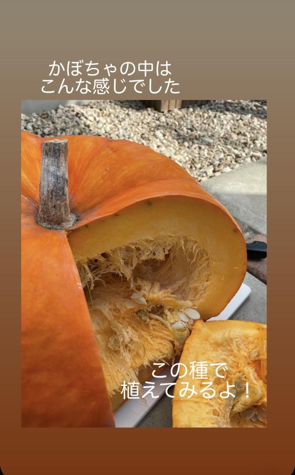 ht230823 ハロウィンのかぼちゃの重さ当て中身はスカスカでした