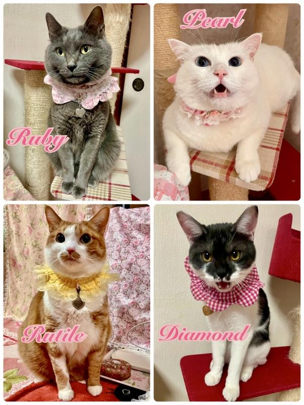 ht281330　愛猫Ruby , Pearl , Rutile ＆ Diamond ♪