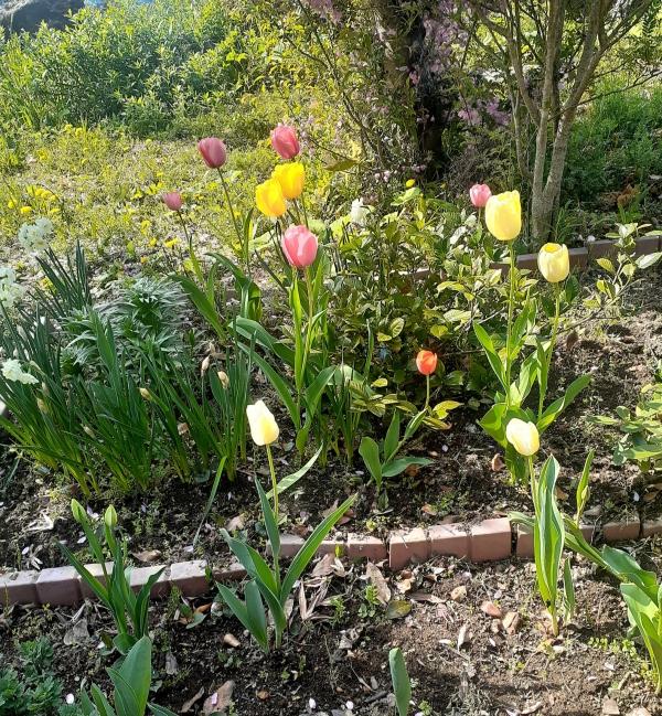 教室の庭にも…