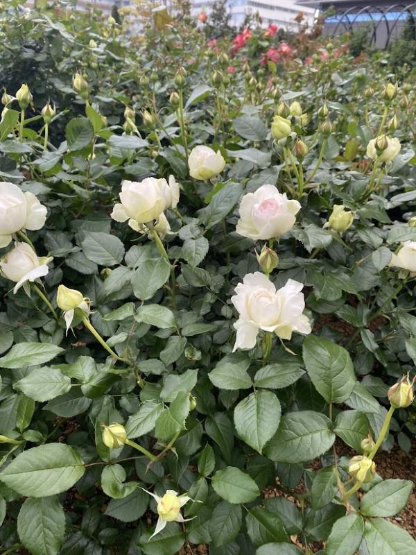 5月に入りました！