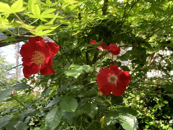 増設クラス（中学2年生英語・英会話）