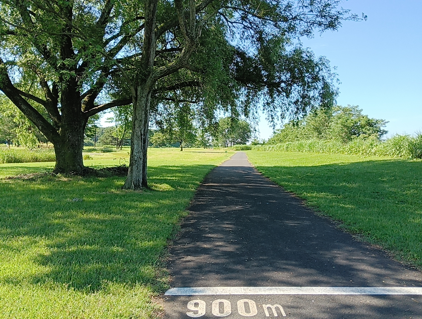 【❀動画有❀】亀