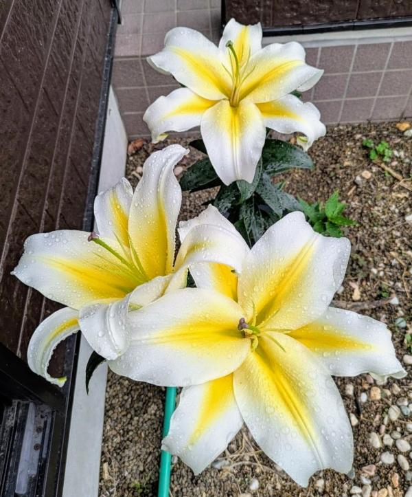 教室だより　～2025年度　6月第3週～