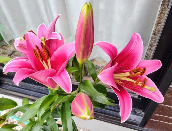 6年振りの発表会を開催します！