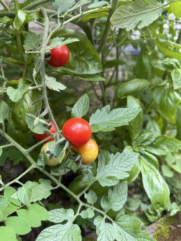 サマーチャレンジ英検®︎&漢検®︎対策、未だ間に合います！