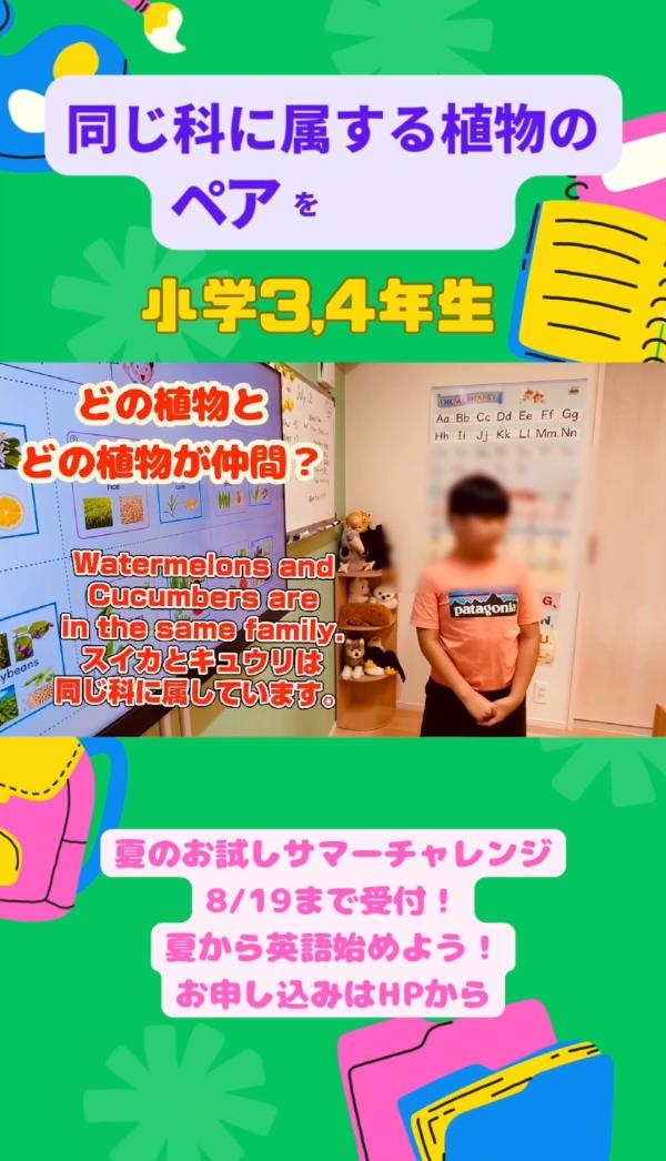 小学3,4年生、同じ植物の仲間を探そう
