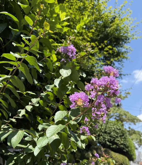 アカデミックレポートのお渡し