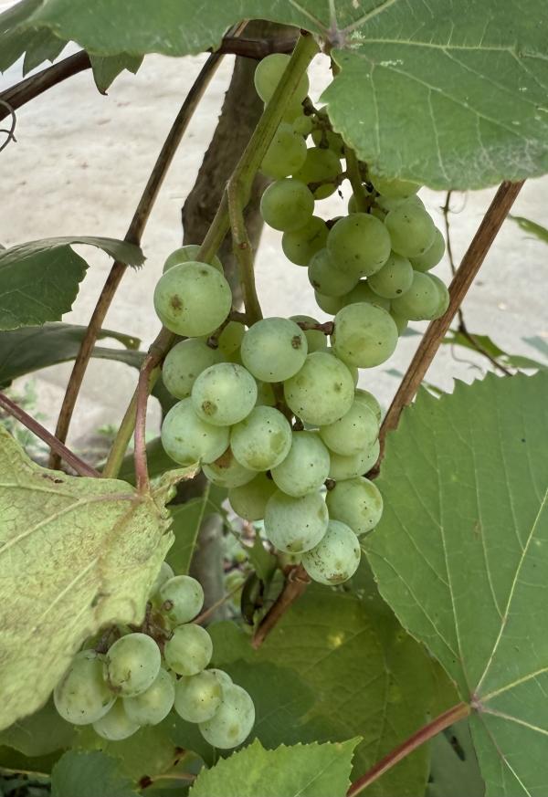 嬉しいメッセージ