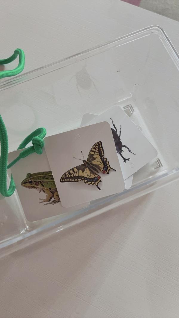 【年少クラス】虫捕りをしよう！