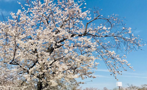 4月生募集！ 無料体験レッスン実施中！