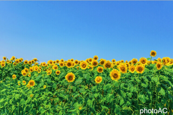 夏の4回集中プログラム 生徒募集中！
