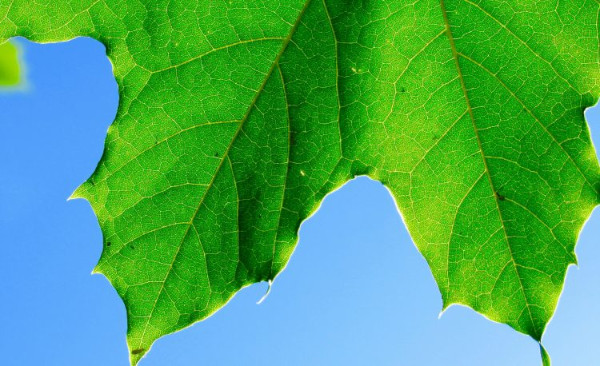 英検®合格おめでとう！ 2024-2