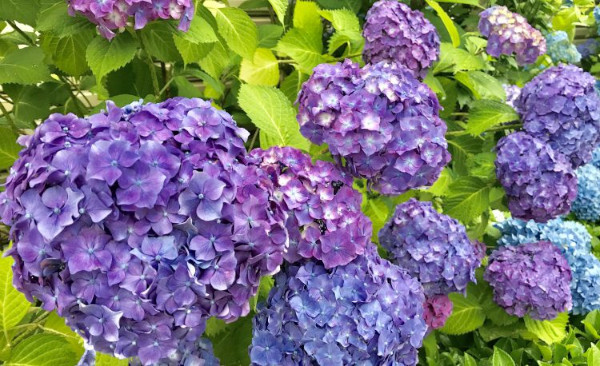 夏の4回コース予約受付中！