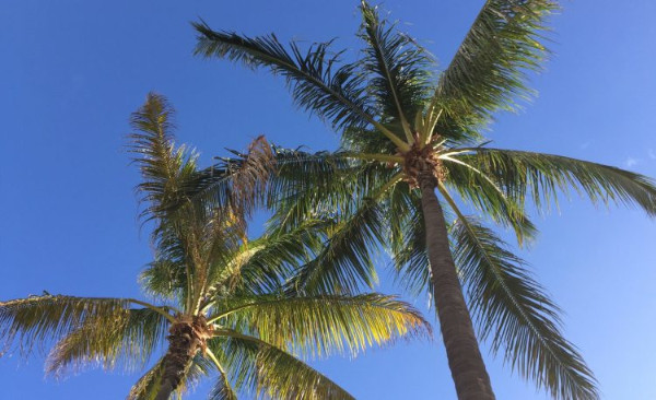 祝20周年 in Hawaii！