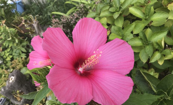 夏の４回集中コース実施中！