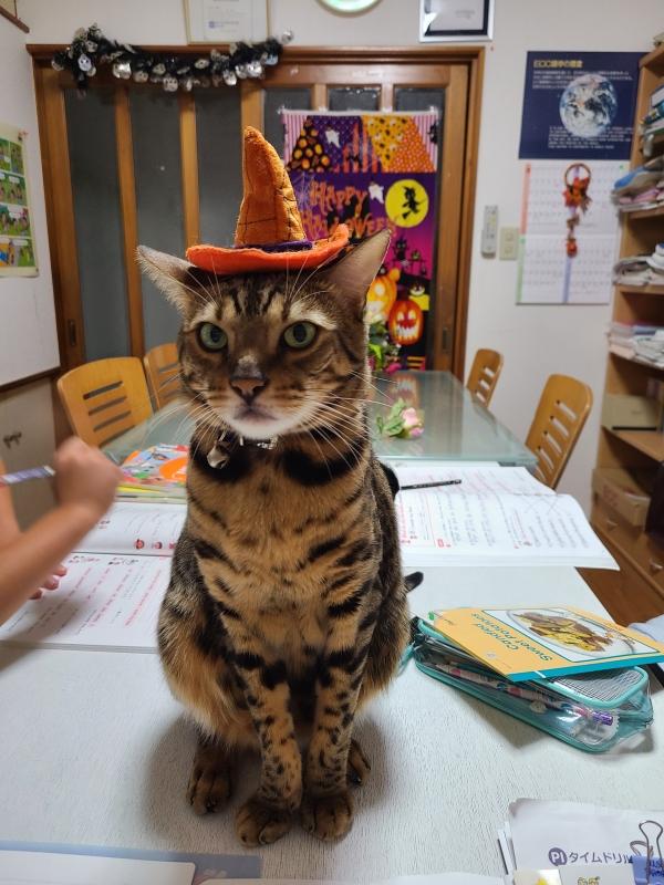 ht132991 教室の看板猫のレオちゃん