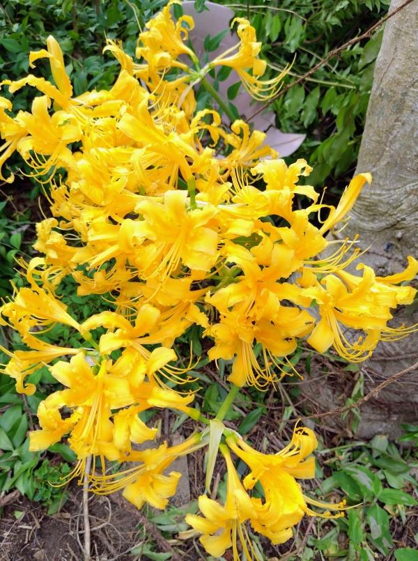 国分広瀬西山教室：2025年　９月～10月のハイライト！