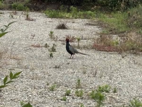 雉　出てきました