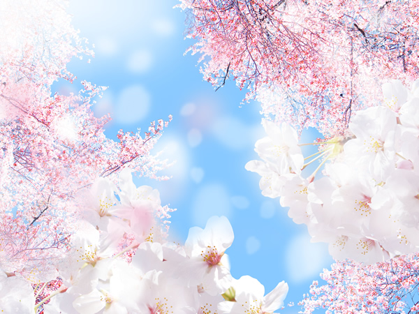 神戸大学　経営学部合格