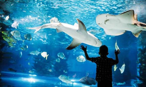 音読が上手になりました