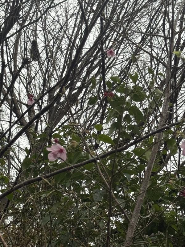 4月レッスンスタート日