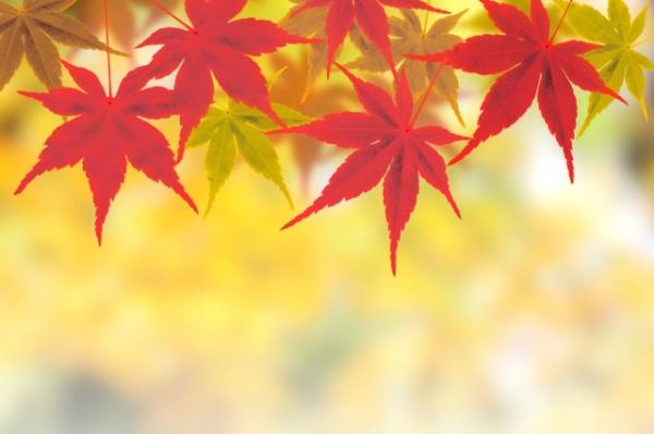 【大人の初心者クラス！秋期生募集中♪】
